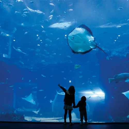 [경기 고양] 일산 아쿠아플라넷(~60일)